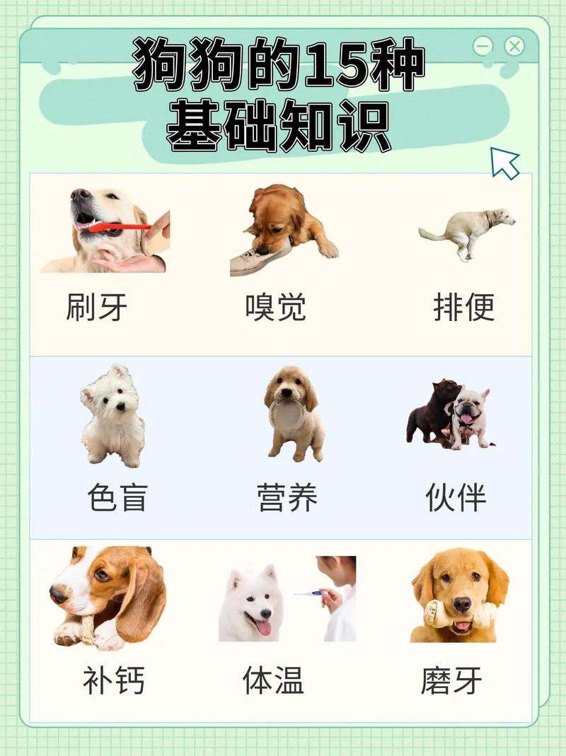 了解狗狗,开启宠物生活的新篇章