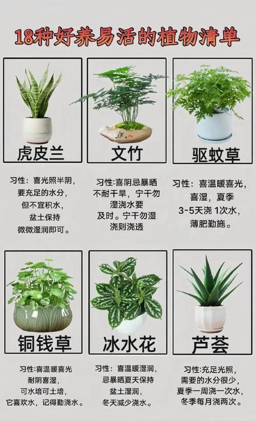 防电脑辐射植物的选择与建议，如何在现代环境中保护植物