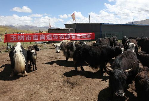 玉树疫情最新动态，牦牛健康监测重点
