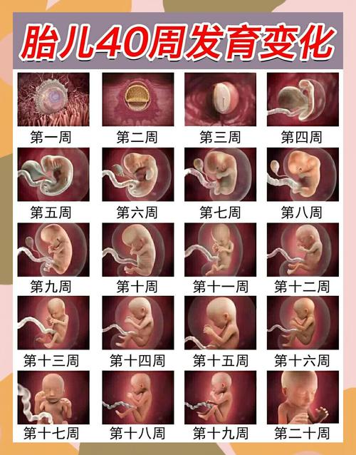 孕妇在电脑前玩时间多的可能影响胎儿发育，建议科学安排