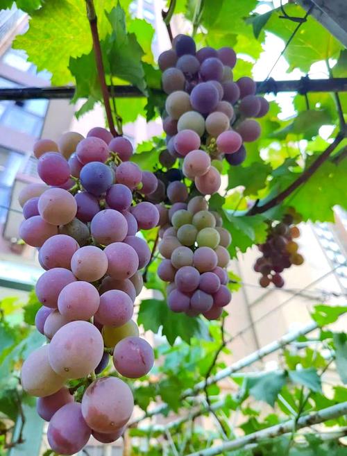 葡萄企业网站建设指南,leveraging地理优势与旅游资源,开启企业发展的新篇章