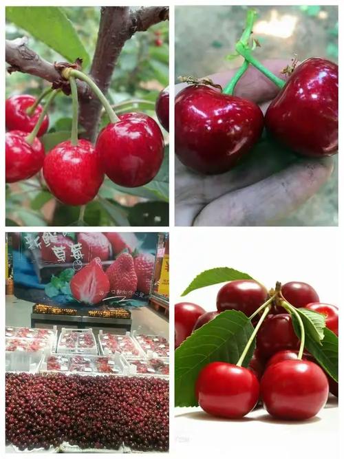 肥城水果疫情最新消息,你有没有必要?