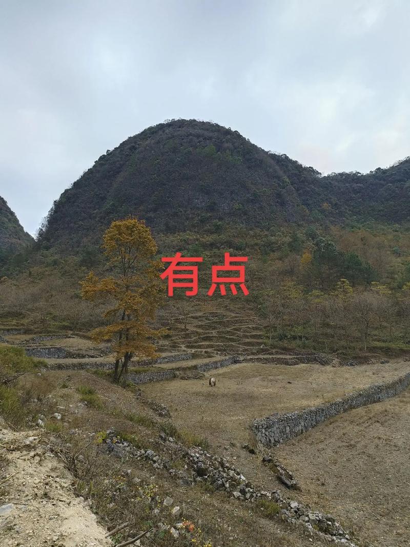 抖音星辰代刷，轻松赚取赞币，助力直播变现！