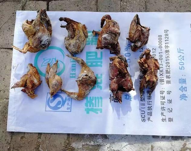 野鸡疫情，人类与自然的意外相遇