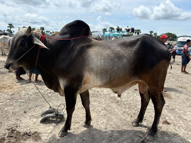 牛驼，疫情中的守护者？