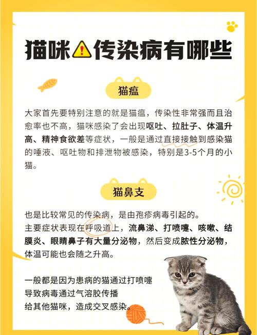 关于美国猫疫情最新消息的指南,猫 owner的保护之策