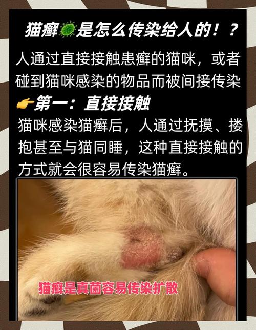 关于美国猫疫情最新消息的指南,猫 owner的保护之策