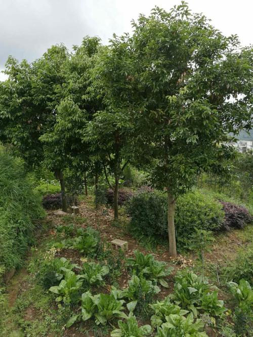 禄劝茂山镇疫情最新消息,保障民生,守护生命