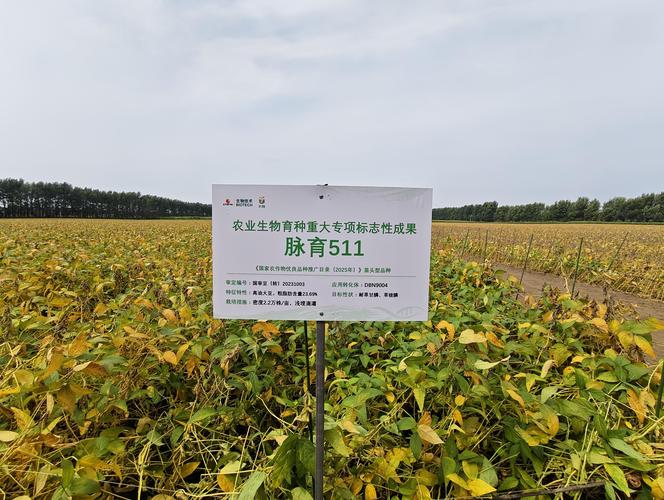 淄博疫情最新消息,大豆种植者们的守护之策