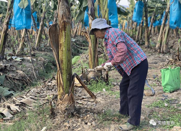 英德沙口疫情最新消息