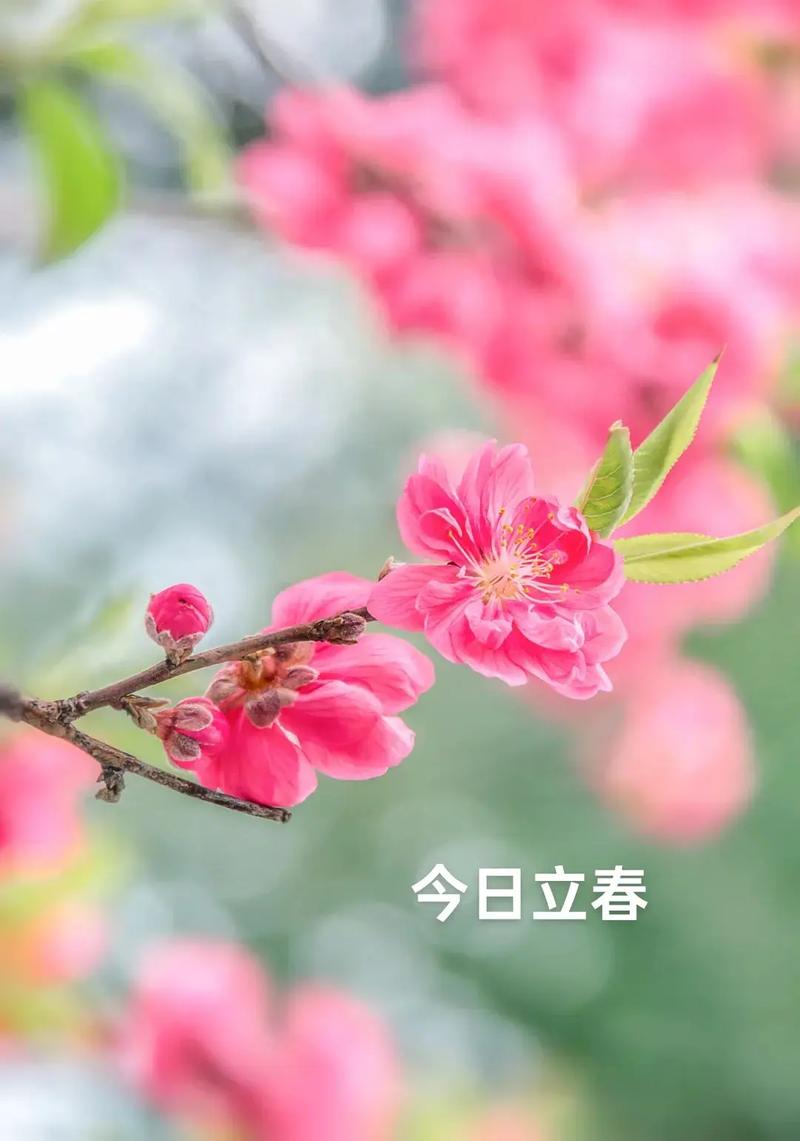 立春战疫情,疫情新变种,防疫新起点