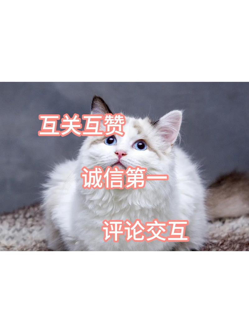 高质内容推广，双击秒与ks赞网站的互补性与优势
