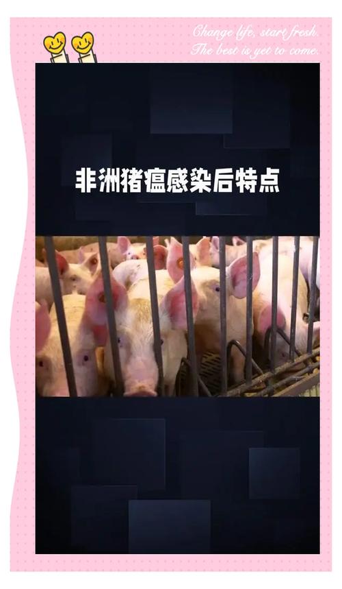 猪瘟北京疫情最新消息