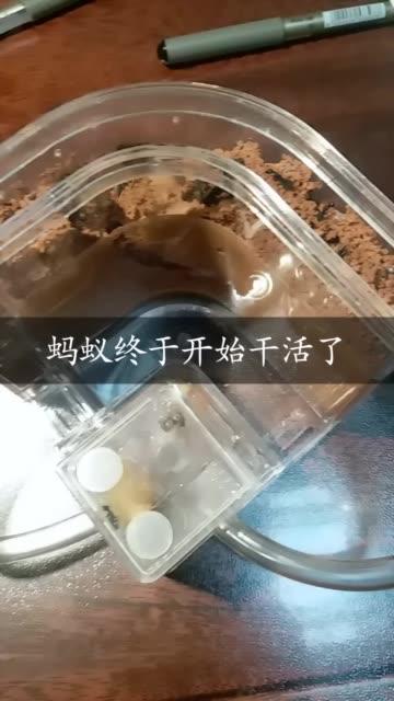 快手自助下单平台蚂蚁指南