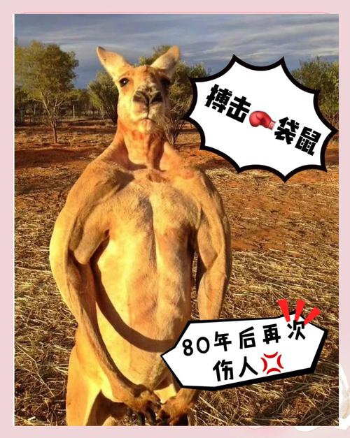 袋鼠疫情，全球最新动态解析