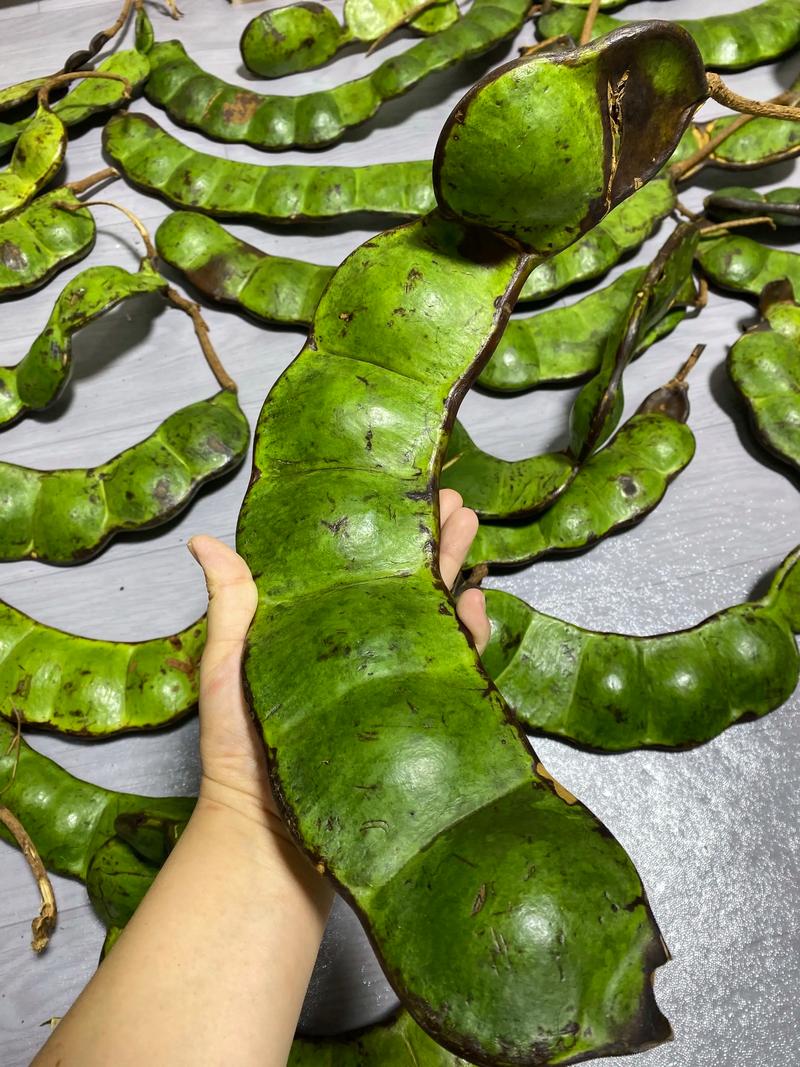 豆豆荚电脑版下载指南