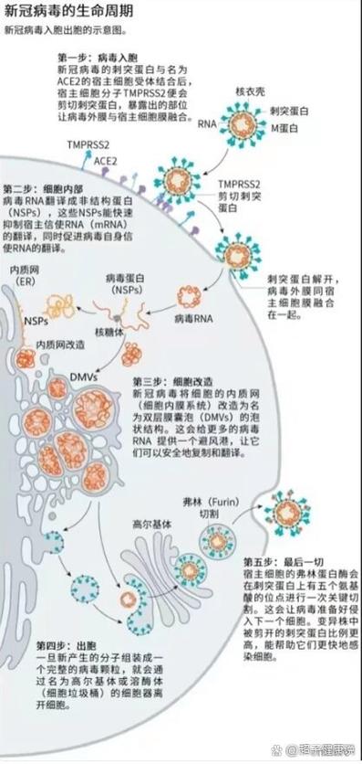 病毒通报解读,疫情信息发布背后的意义与启示