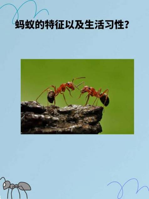一、什么是蚂蚁自助?