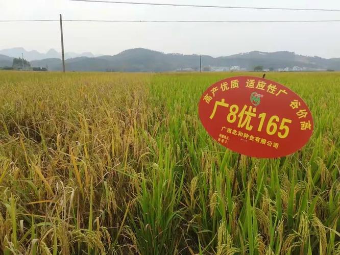 广优网络，助力您的成功
