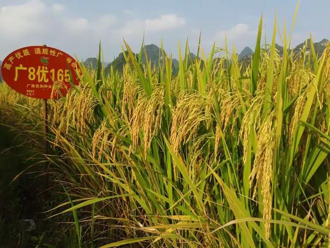 广优网络,助力您的成功