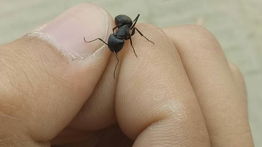 快手秒刷与蚂蚁、南方记，收藏爱好者的必修课