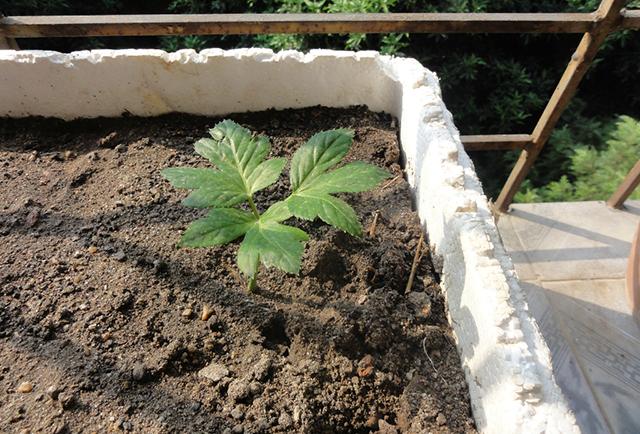 电脑版铁拳3种植小技巧,如何在电脑版中轻松种植好植物?