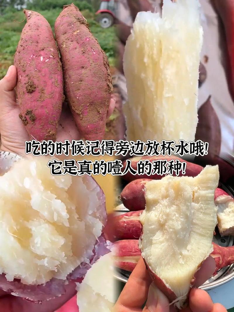 如何在抖音上高效获取小红薯信息?指南解析!