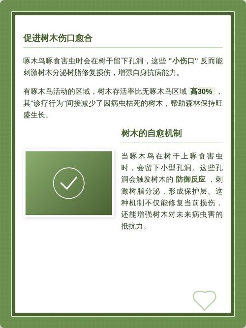 鸟巢建设指南，从材料到使用，让你的啄木鸟真正成为守护者的守护者！